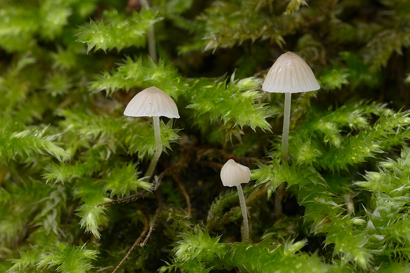 Mycena hiemalis
